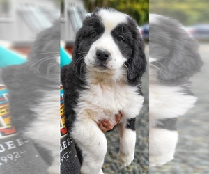 Great Bernese Puppy for sale in DARRINGTON, WA, USA