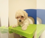 Small Photo #2 Bichon Frise Puppy For Sale in SPARTA, TN, USA