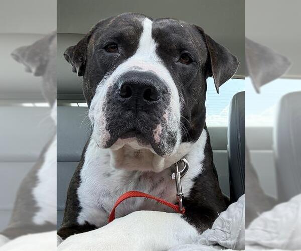 Medium Photo #2 American Bulldog-Plott Hound Mix Puppy For Sale in San Antonio, TX, USA