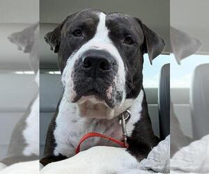 BUCK - Male American Bulldog-Plott Hound Mix Dog for Adoption - Photo #2