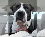 Small #1 American Bulldog-Plott Hound Mix