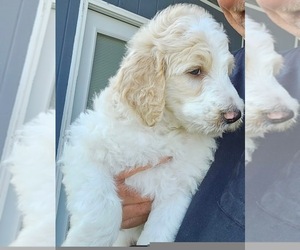 Goldendoodle Puppy for sale in TARBORO, NC, USA
