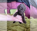 Small Photo #22 Poodle (Standard) Puppy For Sale in LEXINGTON, SC, USA