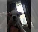 Small Photo #7 Boston Terrier Puppy For Sale in COVENTRY, RI, USA