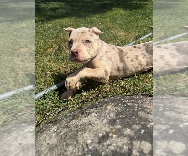 Medium Photo #8 American Bully Puppy For Sale in BROCKTON, MA, USA