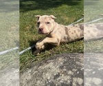 Small #7 American Bully