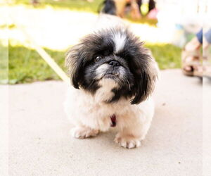 Pekingese Dogs for adoption in St. Louis Park, MN, USA