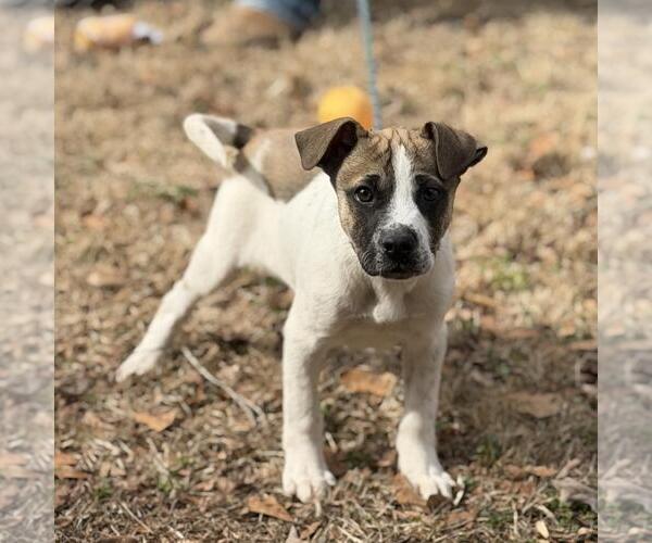 Medium Photo #4 Saint Bernard-Unknown Mix Puppy For Sale in Yardley, PA, USA