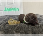 Puppy Jasmine Labrador Retriever