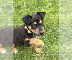 Small #1 German Shepherd Dog Mix