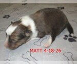 Small #2 Shetland Sheepdog