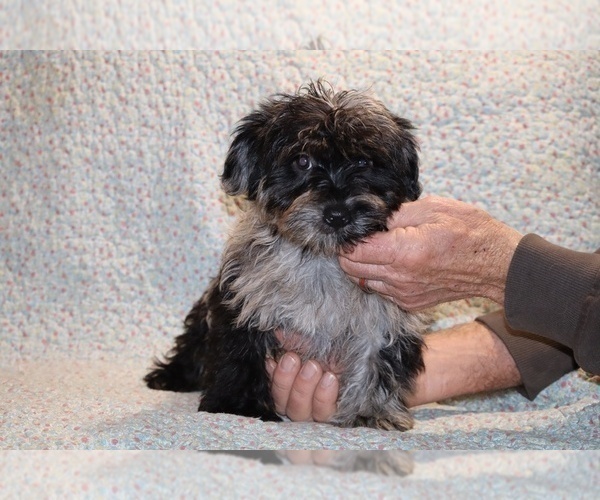 Medium Photo #2 Yorkiepoo mix (+ Poodle Toy) Puppy For Sale in DYERSBURG, TN, USA