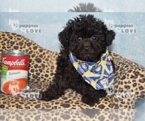 Poodle (Toy) Puppy for sale in SANGER, TX, USA