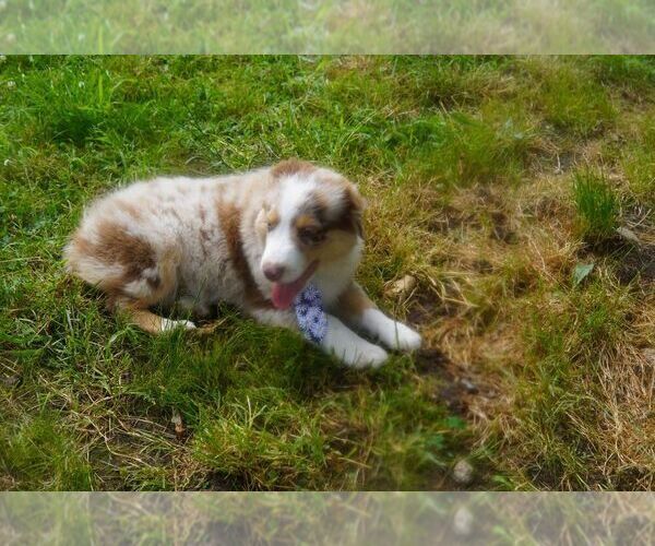 Medium Photo #7 Australian Shepherd Puppy For Sale in BROCKTON, MA, USA