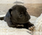 Small #8 American Bullnese