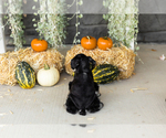Small #4 Schnauzer (Miniature)