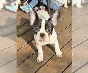 French Bulldog Puppy for sale in LA PLATA, MD, USA