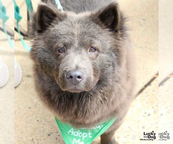 Medium Photo #7 Chow Chow-Unknown Mix Puppy For Sale in Washington, DC, USA