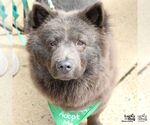 Small #6 Chow Chow Mix