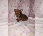 Small #16 Yorkshire Terrier