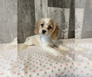 Cocker Spaniel Puppy for sale in CANOGA, NY, USA
