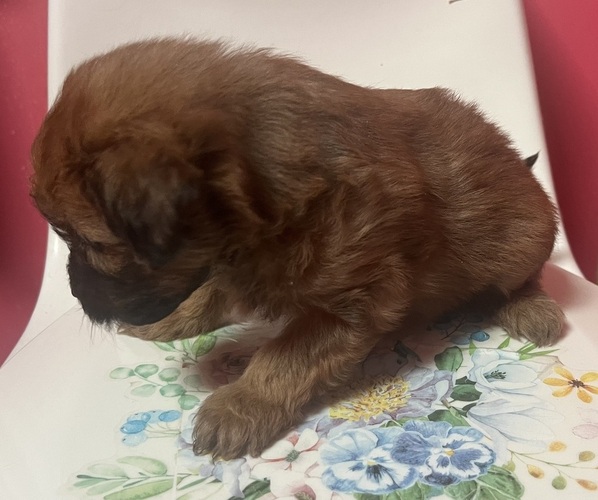 Medium Photo #1 Pomapoo (Toy) Puppy For Sale in GLENWOOD CITY, WI, USA