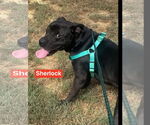 Small #2 American Pit Bull Terrier Mix