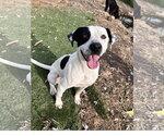 Small #5 Staffordshire Bull Terrier Mix