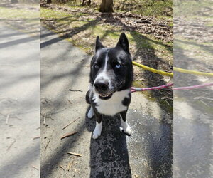 Ace - Male Border Collie-Siberian Husky Mix Dog for Adoption - Photo #11