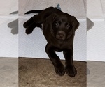 Small Photo #6 Labrador Retriever Puppy For Sale in SHELBY, NC, USA