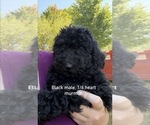 Puppy Puppy 8 Poodle (Standard)