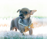 Small Photo #9 Chihuahua Puppy For Sale in WARSAW, IN, USA