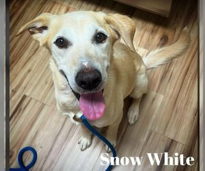 Retriever -Whippet Mix Dogs for adoption in Sheboygan, WI, USA