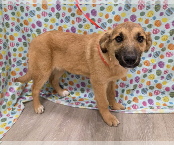 Medium Photo #9 Australian Retriever Puppy For Sale in Attalka, AL, USA