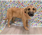 Small #8 Australian Retriever