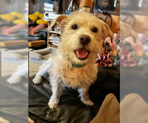 Leo W - Male Cairn Terrier-Unknown Mix Dog for Adoption - Photo #3