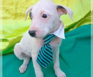 Border Collie-Staffordshire Bull Terrier Mix Dogs for adoption in Lake Forest, CA, USA