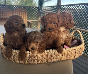Poodle (Miniature) Litter for sale in KALONA, IA, USA