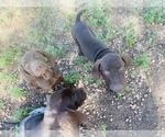 Small Photo #50 German Shorthaired Pointer Puppy For Sale in DENVER, CO, USA