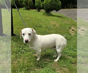 Doxle Dogs for adoption in Winston Salem, NC, USA