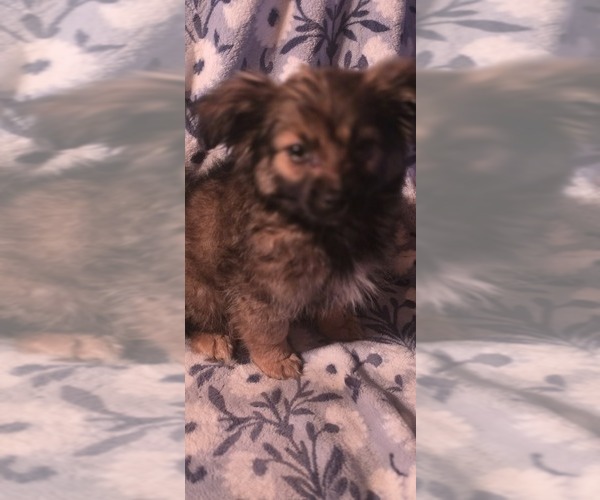 Medium Photo #3 Maltipom Puppy For Sale in HUDSON, MA, USA