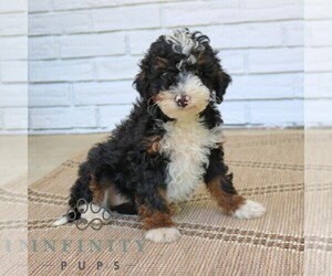Bernedoodle (Miniature) Puppy for sale in PARADISE, PA, USA