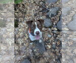 Small #11 Mutt