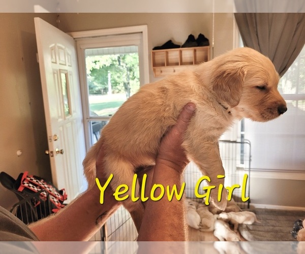 Medium Photo #10 Golden Pyrenees-Golden Retriever Mix Puppy For Sale in ARDMORE, AL, USA