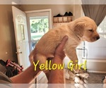 Small #9 Golden Pyrenees-Golden Retriever Mix