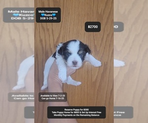 Havanese Puppy for sale in TUCSON, AZ, USA