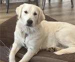 Small Photo #1 Goberian Puppy For Sale in MAINEVILLE, OH, USA