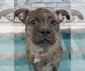 Mutt Dogs for adoption in Kennesaw, GA, USA