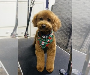 Father of the Poodle (Miniature) puppies born on 07/09/2026