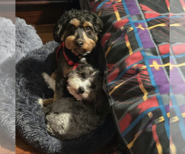 Medium Photo #3 Aussiedoodle Miniature  Puppy For Sale in Spring Lake, NC, USA